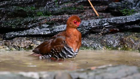 A-skittish-waterbird-found-in-Thailand-in-which-it-likes-to-stay-undergrowth-especially-thick-grass-so-when-threatened-it-can-hide-right-away