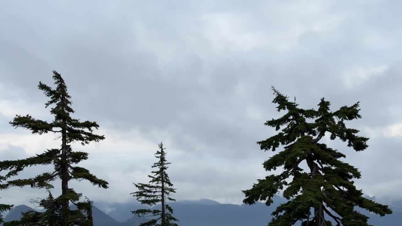Handheld close booming-down shot of rugged wilderness at the summit of Grouse Mountain during autumn in North Vancouver, British Columbia, Canada. 4K