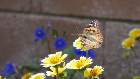 Ein-Bemalter-Damenschmetterling-Mit-Bunten-Flügeln,-Der-Sich-Von-Nektar-Ernährt-Und-Gelbe-Wildblumen-In-Zeitlupe-Bestäubt