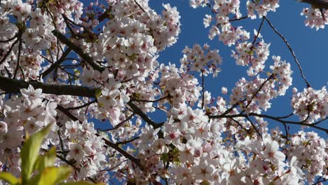 Ramas-Florecientes-En-Primavera-Mientras-Un-Abejorro-Zumba-Perezosamente-De-Flor-En-Flor