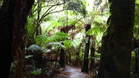 caminando por el exuberante sendero de la selva tropical en melbourne