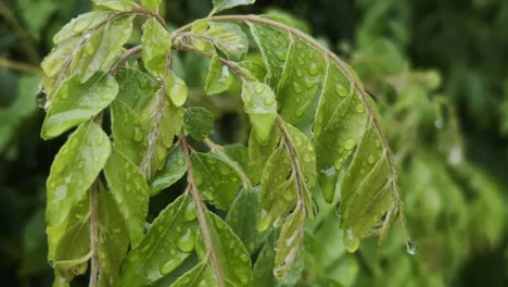 camera circling around a cluster of vibrant green curry leaves, still glistening with fresh water droplets and the soft focus background highlights the individual leaflets
