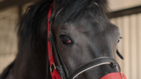 closeup of a black horse's head in a stable