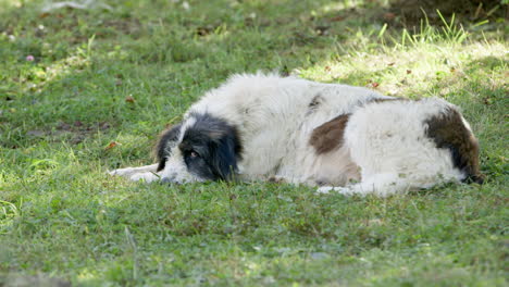 a scruffy old carpathian micritic sheep dog lies on the grass, romania