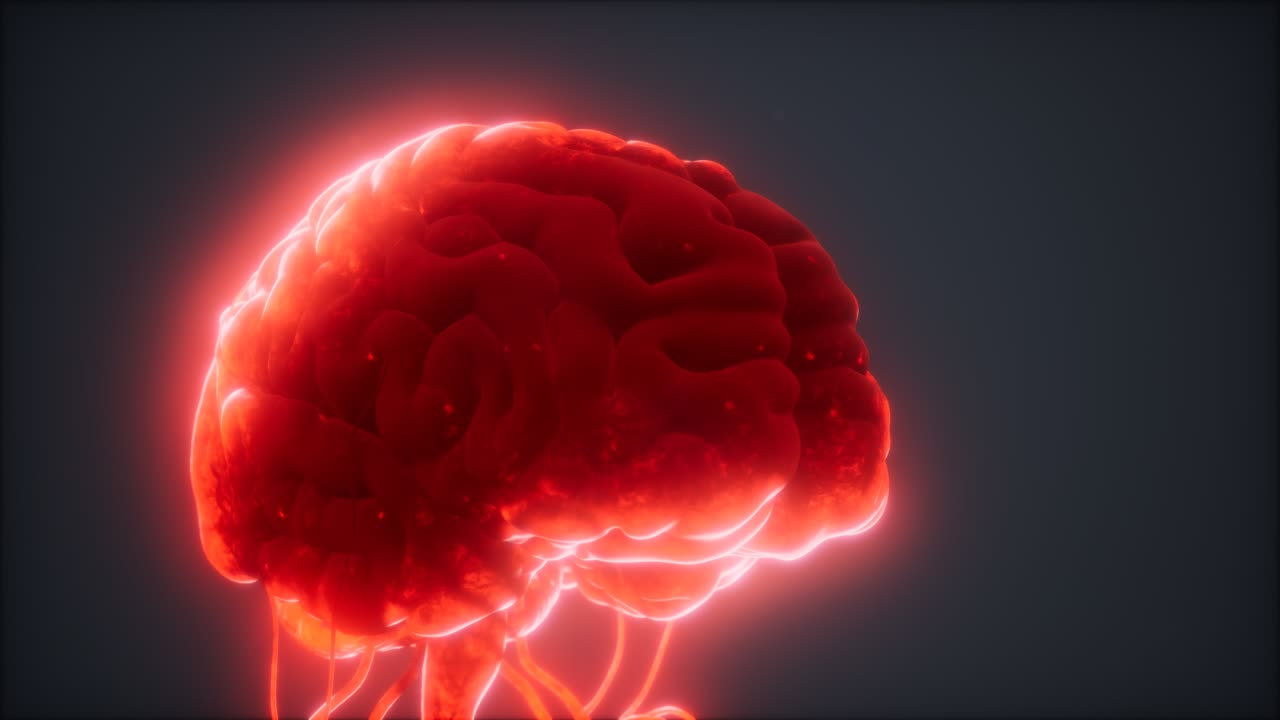modelo animado del cerebro humano