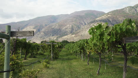 Schöner-Weinberg-Mit-Bergen-Im-Hintergrund