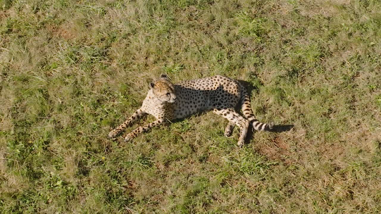 guepardo descansando en un campo de hierba durante un día soleado