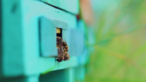 honey bees swarming and flying around their beehive. bees convert nectar into honey and cover it in honeycombs. slow motion