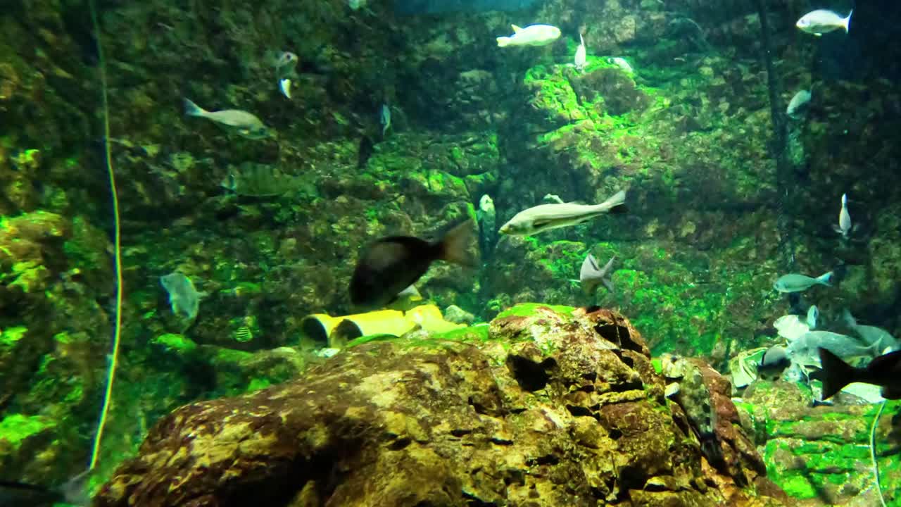 다채로운 물고기 들 이 수족관 에서 평화롭게 수영 하고 있다