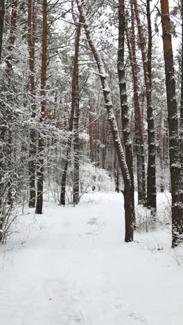 Verschneiter-Wald