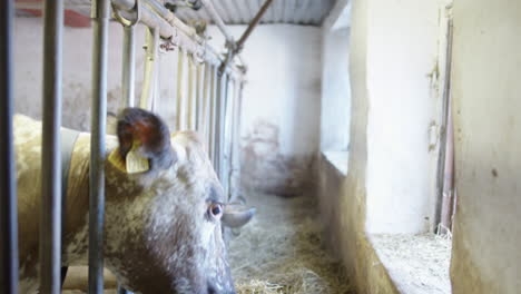 The-dairy-cow-looks-into-the-lens-before-trying-to-pull-its-head-through-the-bars