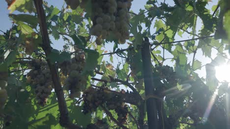 bunch of fresh green grapes in vineyard in italy - close up, panning shot