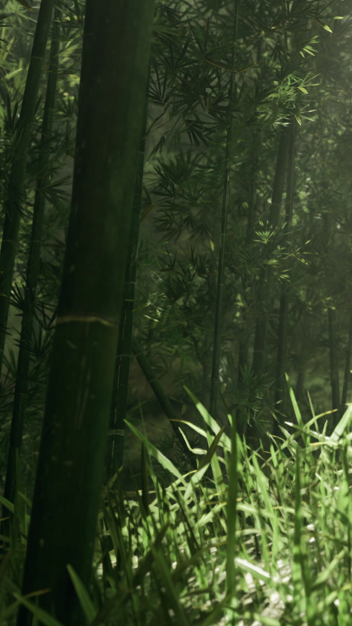 Bamboo forest with sunlight filtering through leaves in a green setting