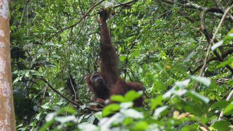 toma en cámara lenta de orangután salvaje colgando de un árbol comiendo en bukit lawang, sumatra, indonesia