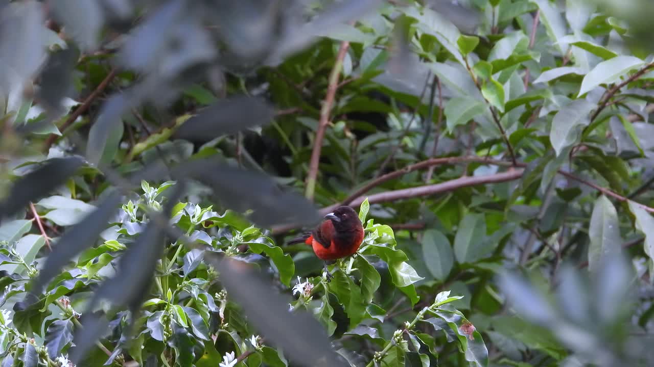 Crimson-backed Tanager bird wildlife spotting in the wild tropical forest South America native