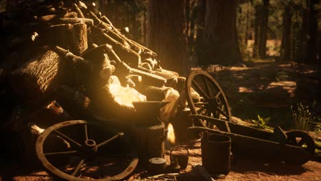 Preparation-of-firewood-for-the-winter-in-forest-at-sunset