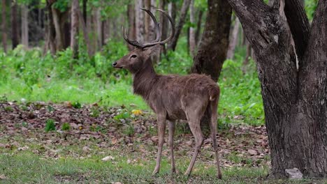 Der-Eldhirsch-Ist-Aufgrund-Von-Lebensraumverlust-Und-Jagd-Eine-Vom-Aussterben-Bedrohte-Art