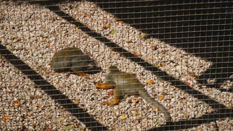 monkeys enjoying themselves in the cage at this animal farm