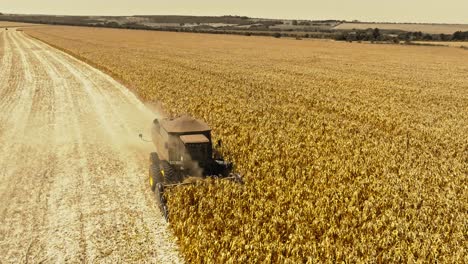 harvesting-iin-a-large-corn-field,-aerial