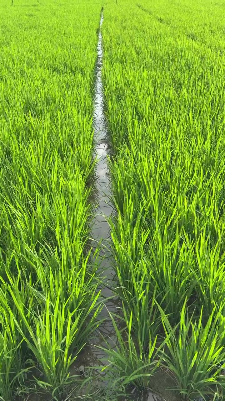 Risaia verde brillante con canale d'acqua