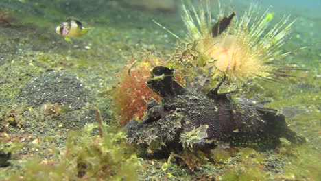 spiny devilfish kills prey by devouring it in one piece