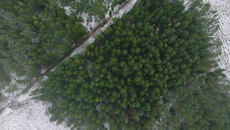 Establecimiento-De-Imágenes-Aéreas-De-Pájaros-De-árboles-Cubiertos-De-Nieve-Ligera,-Bosque-De-Pinos-Nórdicos,-Día-De-Invierno-Nublado-Y-Neblinoso,-Aumento-De-La-Niebla,-Nubes-Bajas-En-Movimiento,-Amplia-Toma-De-Drones-Avanzando