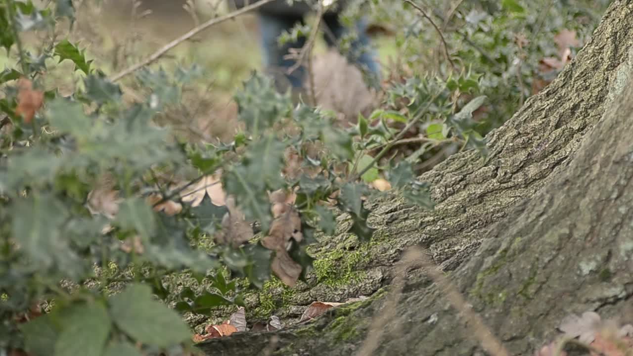 tronco de árbol con granjero y bastón caminando en segundo plano.