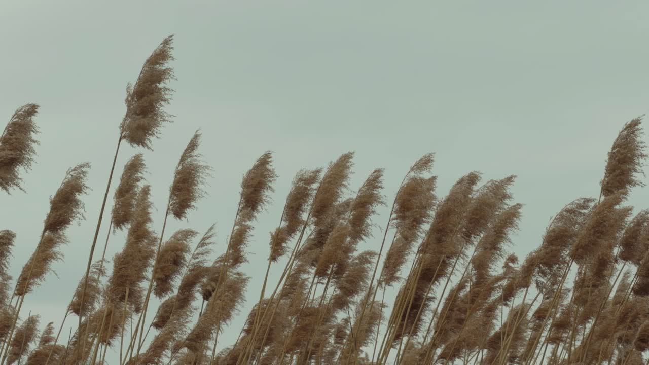 Una ripresa pacifica e al rallentatore di canne comuni (Phragmites australis) che ondeggiano dolcemente al vento su uno sfondo morbido e sfocato