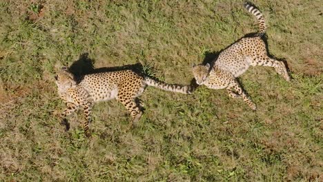 dos guepardos descansando en un campo de hierba durante un día soleado