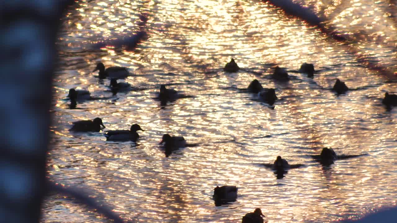 얼어붙은 강에서 목욕하는 오리들