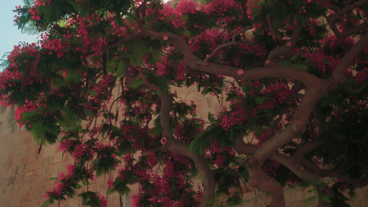 Sunlight shining through a blooming tree near a stone wall in Malta. A peaceful Mediterranean scene filled with warm light, natural beauty, and the island’s rustic charm