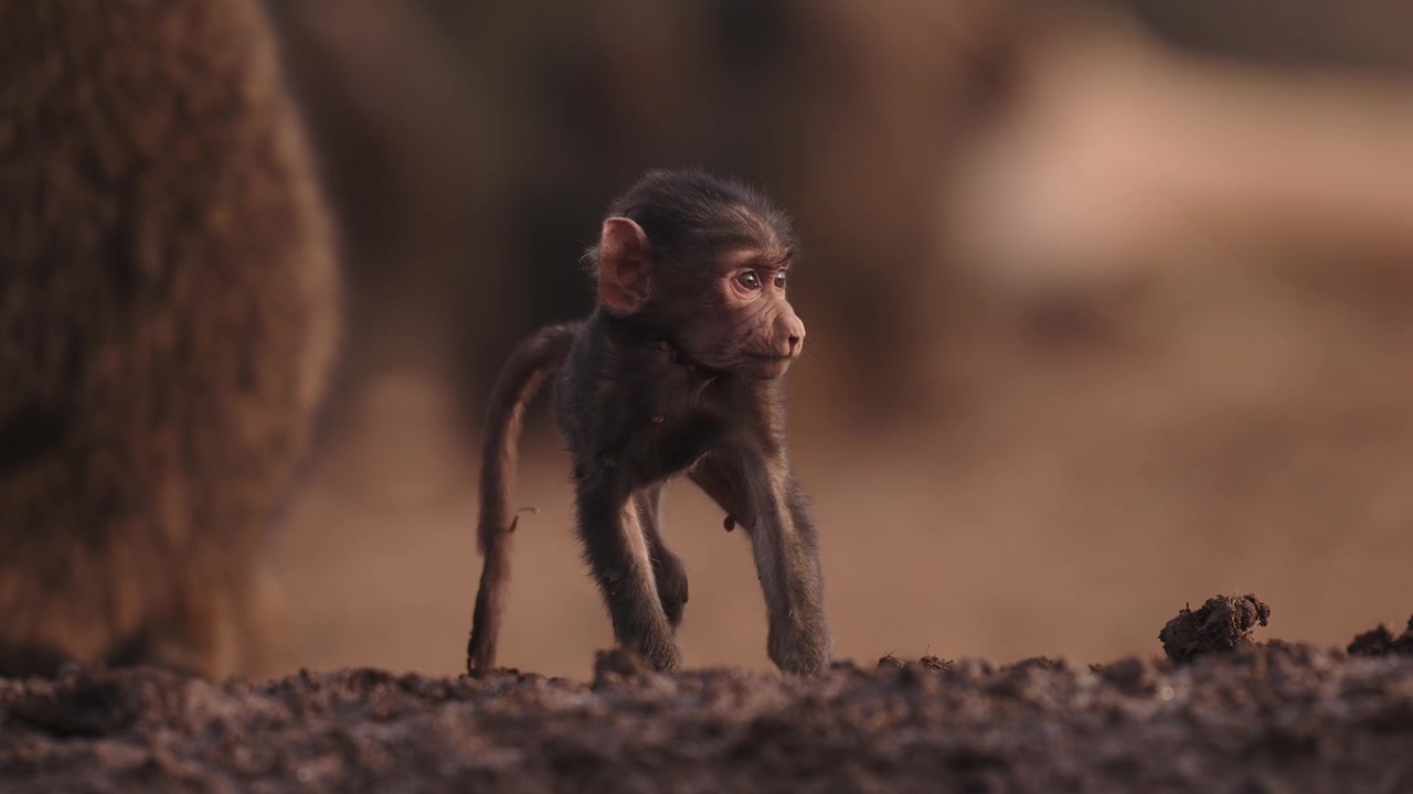 ケニアのアフリカの野生に生息するヒヒの群れの中の小さな赤ちゃんヒヒ、サファリの動物の赤ちゃんクローズアップ、アフリカの野生生物と自然。
