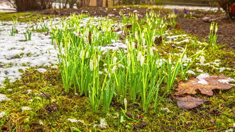 timelapse of snowdrops