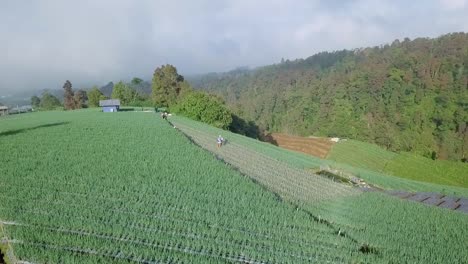 Aerial-drone-shot-of-farmer-work-on-the-scallion-plantation,-Indonesia