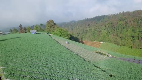 aerial drone shot of farmer work on the scallion plantation, indonesia