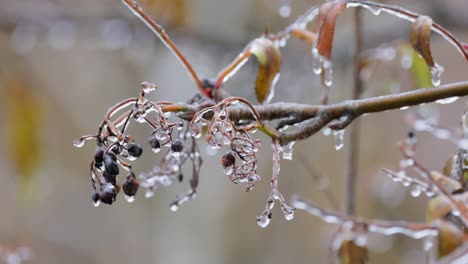 Blätter-Und-Äste-Des-Baumes-Erfroren-Beim-Ersten-Morgenfrost-Im-Spätherbst.