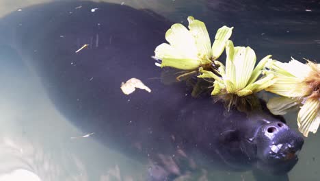 Manatí-Que-Sube-Por-Comida-Y-Luego-Se-Sumerge-En-El-Agua