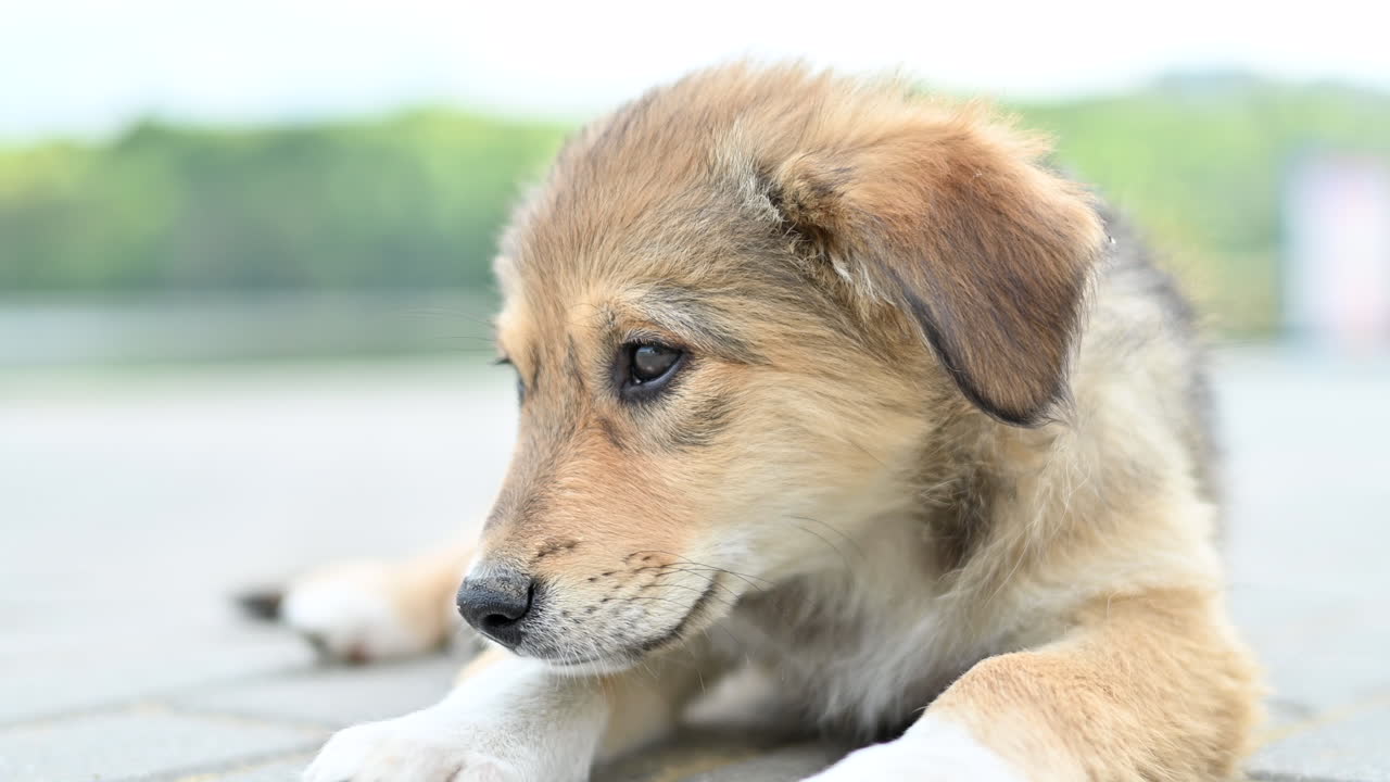Brown, stray puppy lying on the street