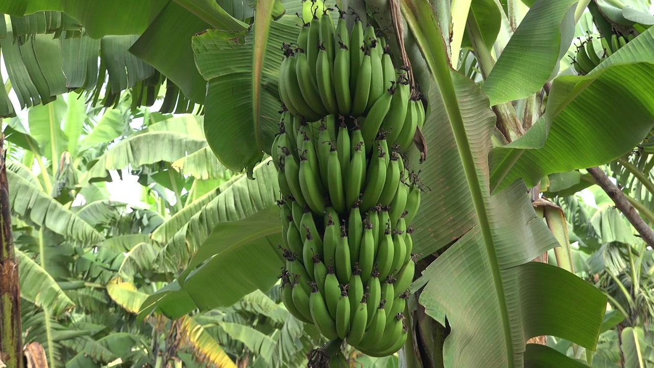 Racimo de plátanos verdes creciendo en un árbol en una plantación
