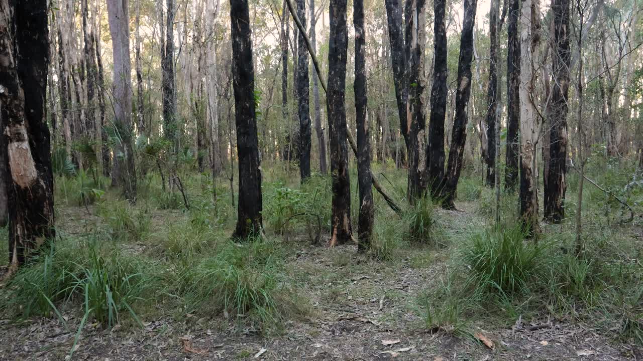 troncos de árboles quemados en el bosque, parque de conservación del lago coombabah, gold coast, queensland