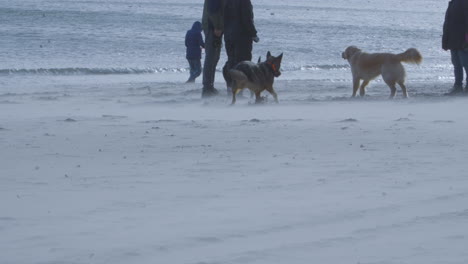 Eine-Gruppe-Hunde-Mit-Ihren-Besitzern-Ist-Am-Strand