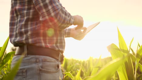 un agricultor moderno con una tableta en las manos inspecciona los brotes de maíz para analizar la cosecha futura y la calidad del producto. gestión agrícola a través de internet
