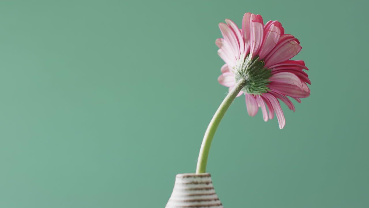 video de una flor de gerbera rosa en un jarrón blanco con espacio de copia en fondo verde