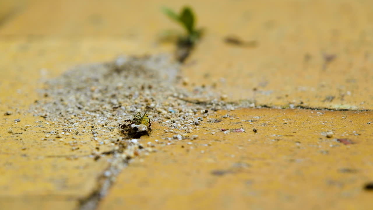Formiche cercano di trascinare insetti morti giù nel loro nido tra i mattoni.