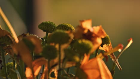 closeup of withering flowers in warm sunlight