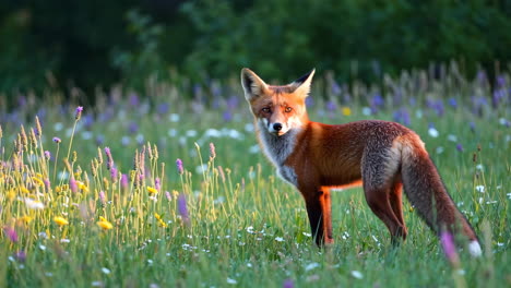 red fox in a meadow at sunrise/sunset
