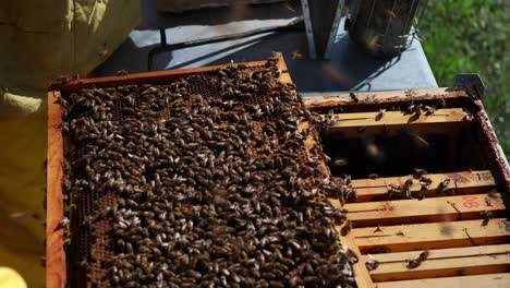 Closeup-of-beekeepers-brushing-bee-hive-filled-with-honey-bees