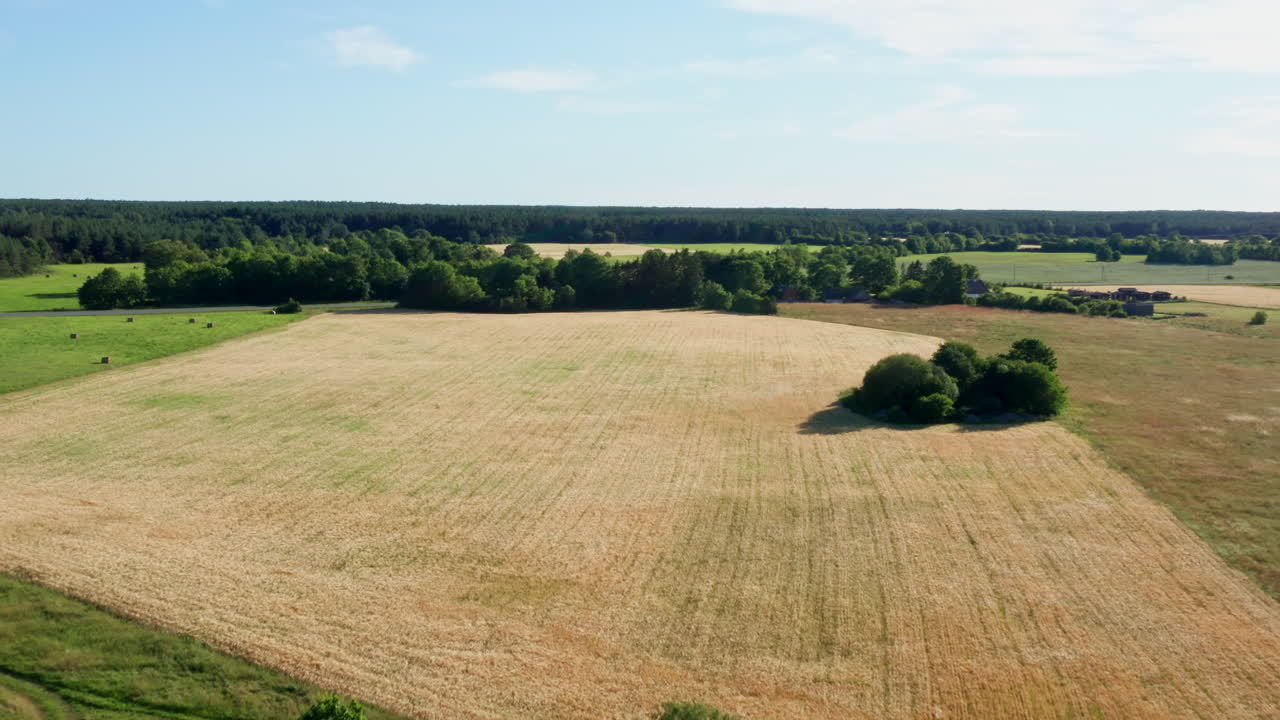 volando a un campo de trigo dorado