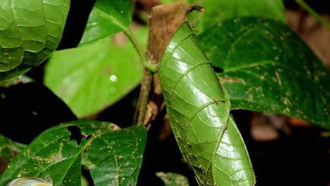 Morgens-Auf-Einem-Blatt-Gesehen-Und-Fliegt-Dann-Schnell-Weg,-Gelborange-Spitze,-Ixias-Pyrene,-Kaeng-Krachan-Nationalpark,-Thailand