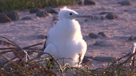 a juvenile booby bird sits on a nest in the galapagos islands ecuador